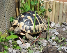 hermanns tortoise